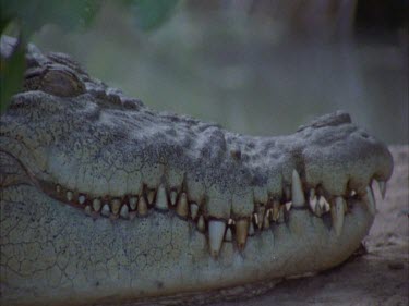 croc with closed jaw