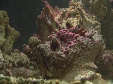 stonefish, not buried, catches mullet swimming left to right