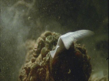 stonefish grabs fish, part of action out of shot, swallows mullet, tail protruding. 200fps