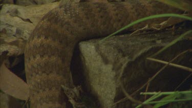 pan down death adder body to head