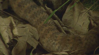 death adder slithering through leaf litter, flicking tongue