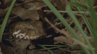 death adder buries head behind leaves