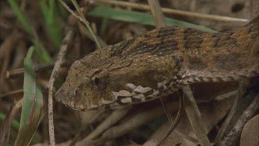 death adder head