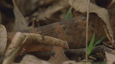 death adder scales and tail.