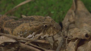 death adder head in profile.