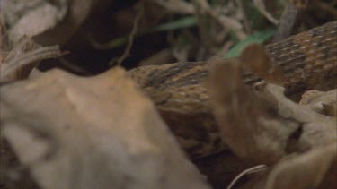 death adder slithering beneath leaf litter