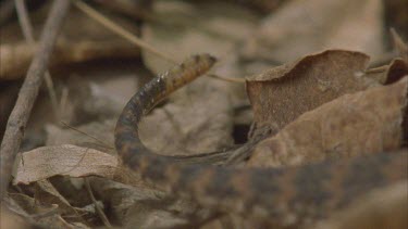 tail in and out of focus