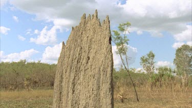 Tilt down from tip of termite mound to base, revealing echidna digging at base.