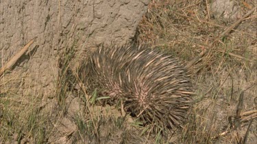echidna digging at base of termite mound. Includes side angles