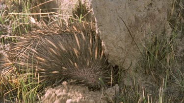 echidna digging at base of termite mound, moving mounds of earth