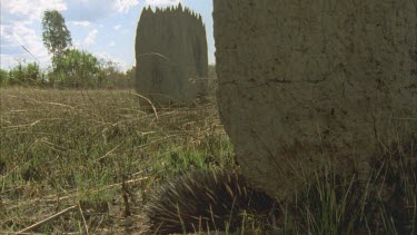 echidna digging at base of termite mound, side angle