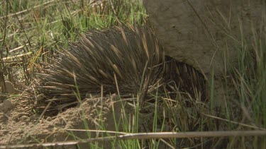 echidna digging at base of termite mound moving mounds of earth.