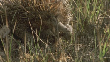 Echidna lying on back, trying to get upright.