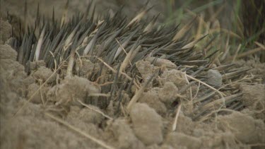 partially submerged echidna, only quills in view with small pebbles in foreground.