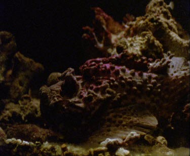 side view of stonefish strike, catching fish, burps up scales.