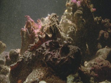 Stonefish strikes three times but always misses. Scales erupt everywhere. 200fps