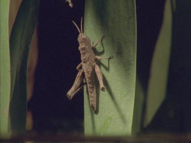 Grasshopper on pandanas leaf
