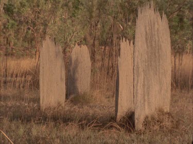 giant cathedral termite mounds, grouped together, at sunset