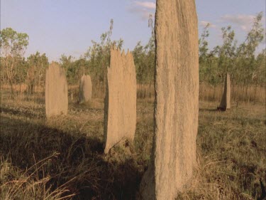 giant cathedral termite mounds, grouped together, at sunset.