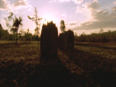 giant cathedral termite mounds, grouped together, at sunset, silhouettes