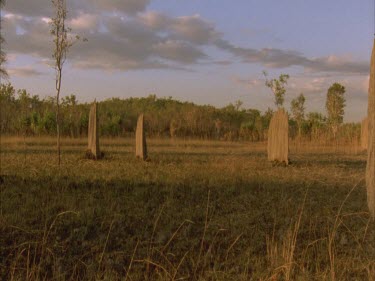 pan across giant cathedral termite mounds, grouped together, at sunset.