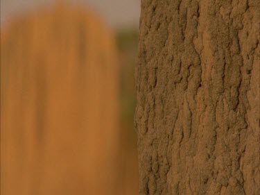 detail of giant termite mound pull focus to termite mound in background.