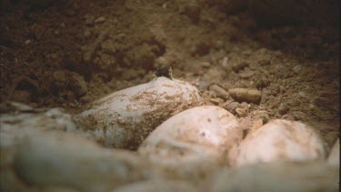 Taipan juvenile hatching from egg in underground burrow, emitting amniotic fluid, watery bubbles.