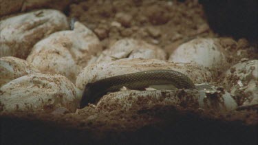 juvenile Taipan hatching and exiting shell. Side view of egg, Taipan opens operculum, forked tongue sensing. of above. Juvenile Taipan, freshly hatches attempting to exit underground burrow