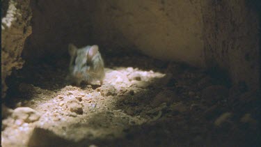 Plains rat in underground burrow