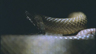 Inland Taipan's head as its body is coiled around.