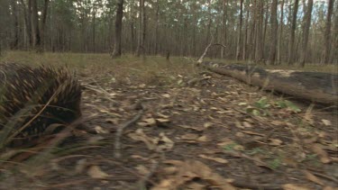 echidna walking through forest, starts digging when it reaches a burnt tree stump. Some flare in shot