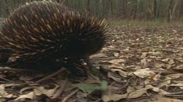 walking through forest, tracking, various angles, side on, front on. Arrives at tree stump and starts digging at stump