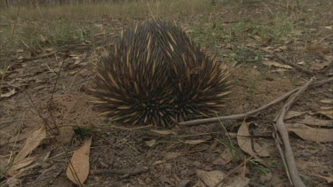 echidna digging at termite mound showing spines