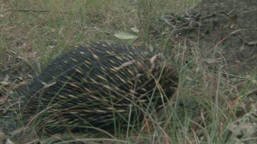 echidna walking to and digging at termite mound.