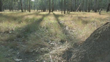 Reveals of echidna feeding on mound, late afternoon, long shadow of dry sclerophyll trees.