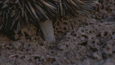 echidna's snout as it fossicks for termites, demolishing established galleries. of echidna's face