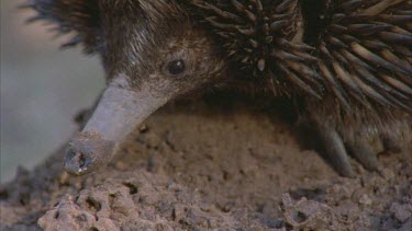 echidna's snout and eye on termite mound