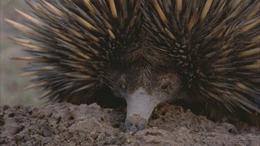 echidna's snout and eye on termite mound