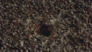 angry ants pouring out of nest,
