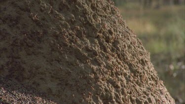 angry ants pouring out of nest, swarming onto echidna's nose, being bitten, echidna then runs away. Termite mound covered in angry ants