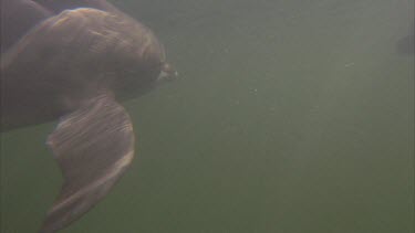 Underwater between 2 dolphins. swimming. water quite murky. Sunlight filtering through. one turns looks to camera