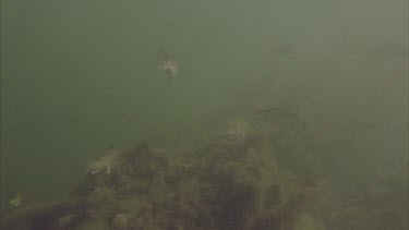Underwater quite murky. Sunlight filtering fish swim in front. Dolphins POV