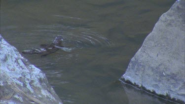 platypus swimming away from camera, dives between 2 rocks then dives again