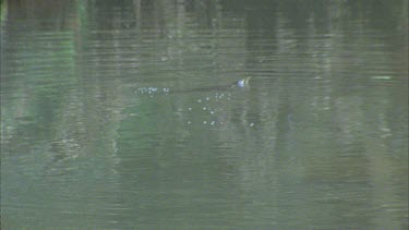 cormorant surface with fish in mouth