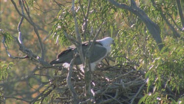 adult sea eagle landing in nest situated in eucalyptus tree.