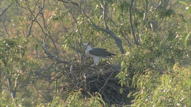 adult sea eagle flying out of nest situated in eucalyptus tree.