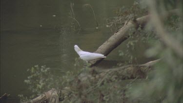 cockatoos drinking at river, fly off.