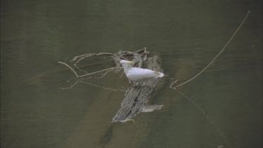 cockatoos drinking at river, fly off.