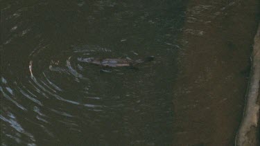 surface shots, platypus swimming and diving. Two in shot