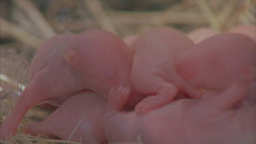 pink pack rat babies in nest, crawling over each other